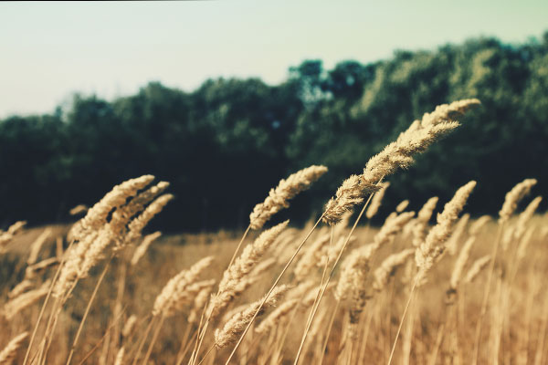 充值立折优惠的电话连环呼叫软件